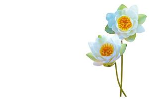 Blume Seerose. Natur foto