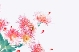 bunte Herbstblumen von Chrysanthemen foto