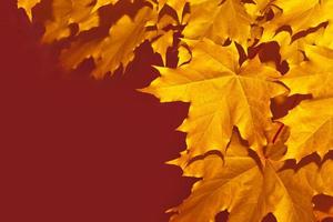 Herbstlandschaft mit leuchtend buntem Laub. Indischer Sommer. foto