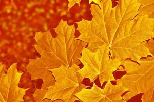 Herbstlandschaft mit leuchtend buntem Laub. Indischer Sommer. foto