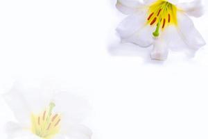 helle Lilienblumen isoliert auf weißem Hintergrund. foto