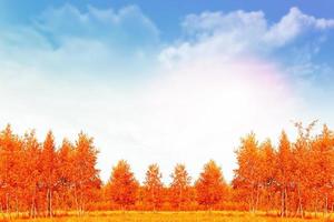 Herbstlandschaft. Bäume mit leuchtend bunten Blättern foto