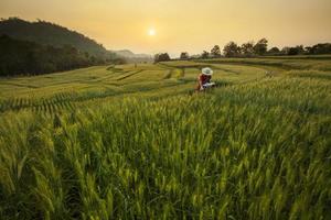 forschungsentwicklung das gerstenfeld in samoeng chiang mai, thailand foto