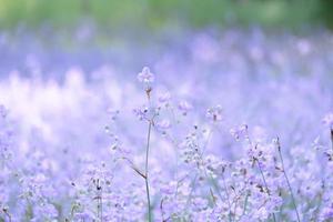 lila blumenblüte auf dem feld, schönes wachsen und blumen auf der wiese, die morgens blühen. weiche pastellfarben auf natur-bokeh-hintergrund, vintage-stil foto