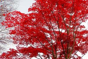 verschwommene, rote Ahornblätter im herbstlichen Naturhintergrund foto