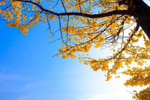 Gelber Ginkgo biloba lässt Baum im Herbst auf Naturhintergrund des blauen Himmels foto