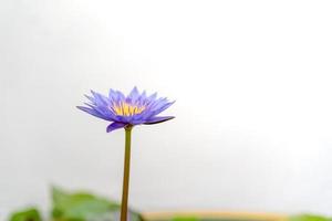 Blühender violetter, rosa und gelber Lotus. foto