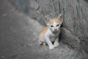 arme alleinweiße orangefarbene Kätzchenkatze ohne Mutter, die neben der schmutzigen Wand in der Nähe des Kanals steht. foto