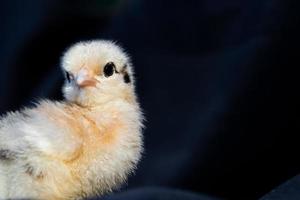 Baby-Mini-Cochin-Küken auf dunkelblauem Stoffhintergrund im Studiolicht. foto