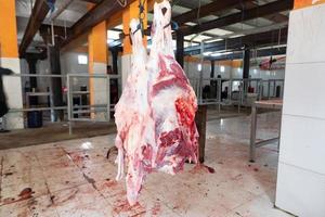 selektiver Fokus auf frisches hängendes Rindfleisch, das als Ergebnis des Eid al-Adha-Opfers geschlachtet wurde oder auf dem Markt verkauft wird. Weicher Fokus foto