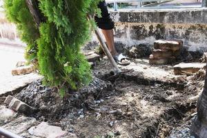 Gärtner, der Bäume gräbt, die im Baum- und Gartendekorationsdienstleistungsgeschäft verkauft werden sollen foto