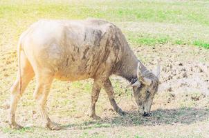 ein schlammiger Büffel in einer ländlichen Wiese, Chiang Mai, Thailand foto