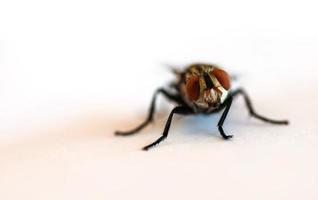 Close up Fly Fokus auf Kopfteil auf weißem Hintergrund foto