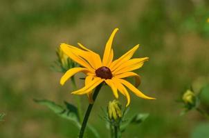 schöne Oxeye-Gänseblümchen-Blumenblüte foto