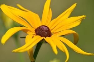 hübsche Gloriosa-Gänseblümchenblume foto