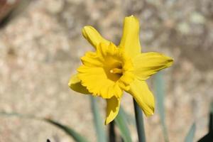 fantastischer Blick auf blühende gelbe Narzissenblüte foto