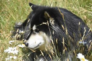 schwarz-weißer, flauschiger Hund, der im Gras ruht foto