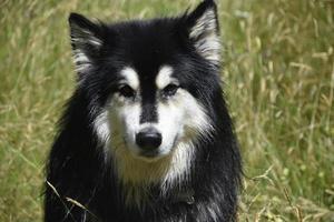 Erstaunlicher Husky-Hund, der auf einer Wiese sitzt foto