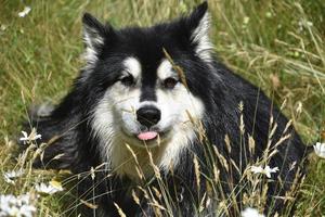 pelziger, schwarz-weißer, zotteliger Husky-Hund mit herausgestreckter Zunge foto