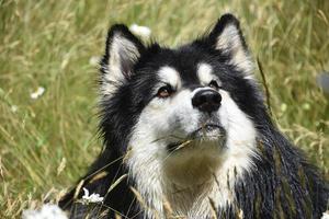 feuchter Husky-Hund, der sich in hohem Gras und Wildblumen ausruht foto