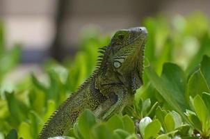 grüner Leguan, der im grünen Gebüsch sitzt foto