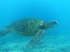 Meeresschildkröte, die unter Wasser schwimmt foto