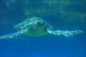 fantastischer Blick auf Meeresschildkröten, die unter Wasser schwimmen foto