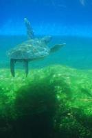 Meeresschildkröte beim Tauchen unter Wasser gesehen foto