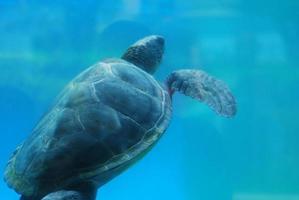 Lederschildkröte, die unter Wasser schwimmt foto