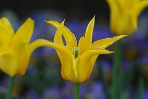 sehr hübsche gelbe Tulpe mit spitzen Blütenblättern foto