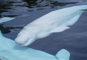 Beluga-Weißwal, der mit einem zweiten Männchen unter Wasser schwimmt foto