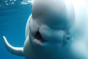 Weißer Beluga-Wal mit offenem Mund foto