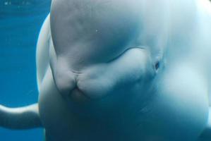 Nahaufnahme eines weißen Beluga-Wals unter Wasser foto