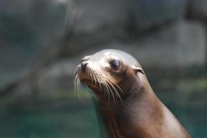 wirklich süßes Seelöwengesicht foto