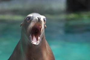 junger Seelöwe mit weit geöffnetem Mund foto