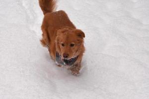 sehr süßer schneebedeckter hund, der im schnee spielt foto
