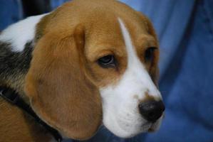 Beagle-Welpe mit traurigem Gesicht foto