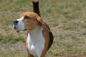 Entzückender Beagle-Hund, der nach oben schaut foto