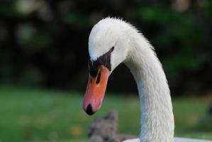 schöner weißer Schwan mit orangefarbenem Schnabel in freier Wildbahn foto