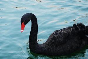 Erstaunlicher schwarzer Schwan, der in einem Teich schwimmt foto