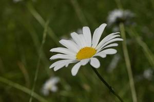 einzelne blühende Rasengänseblümchen in voller Blüte während des Sommers foto