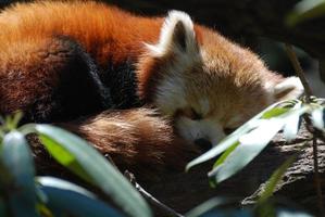 süßer schlafender roter pandabär foto