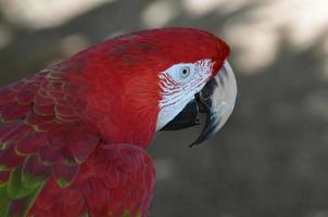 Profil eines scharlachroten Ara-Vogels foto