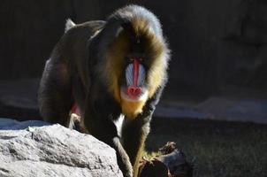 strenges Gesicht eines Mandrill-Affen aus nächster Nähe foto