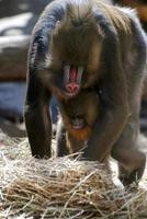 ein süßer Blick auf einen Mandrill-Affen mit Mutter und Kind foto