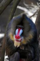 großer ausgewachsener Mandrill-Affe mit toller Farbgebung foto