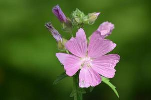 schöne blühende rosa geranienblütenknospe in voller blüte foto