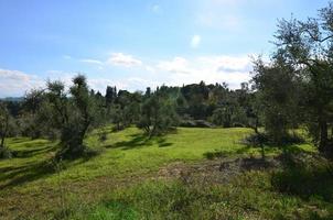 Olivenhain in der Landschaft der Toskana foto