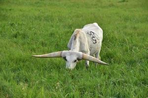Weißer Longhorn-Stier, der auf einem Feld weidet foto