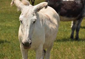 Blick in das Gesicht eines weißen Esels mit gebogenen Ohren foto